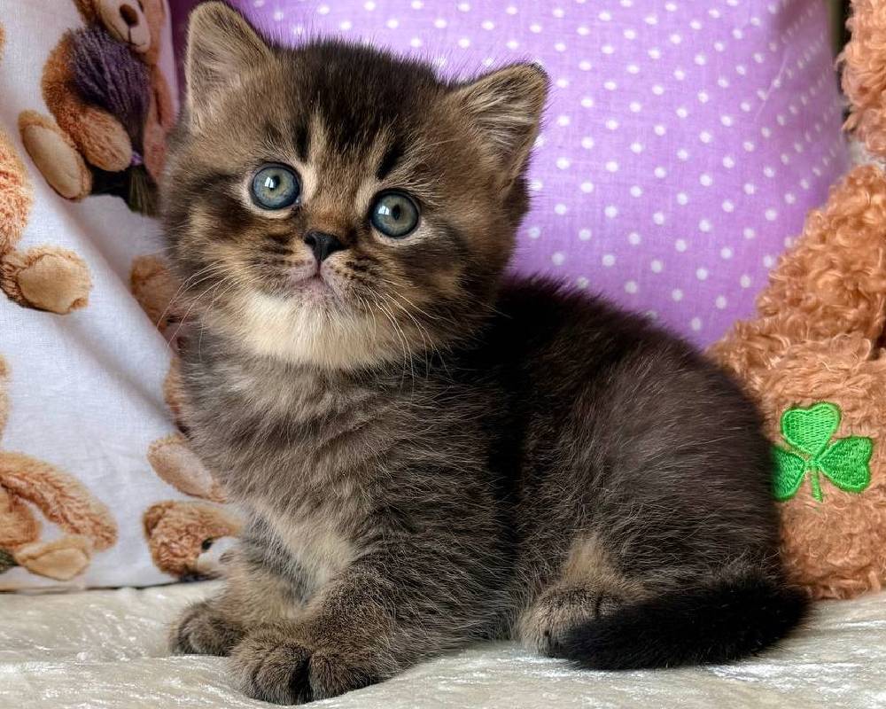 luxury picnic company - Picnic Makers