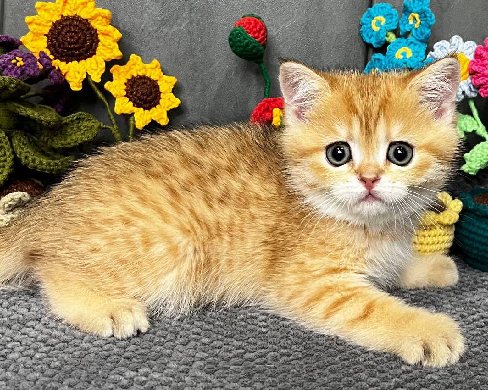 luxury picnic company - Picnic Makers