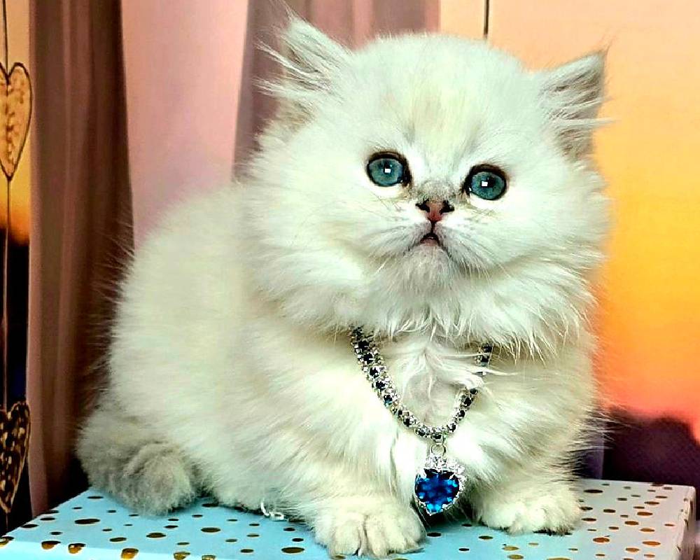 luxury picnic company - Picnic Makers