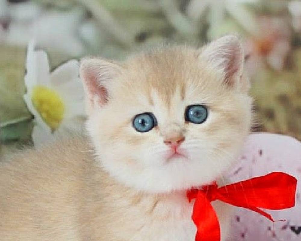 luxury picnic company - Picnic Makers