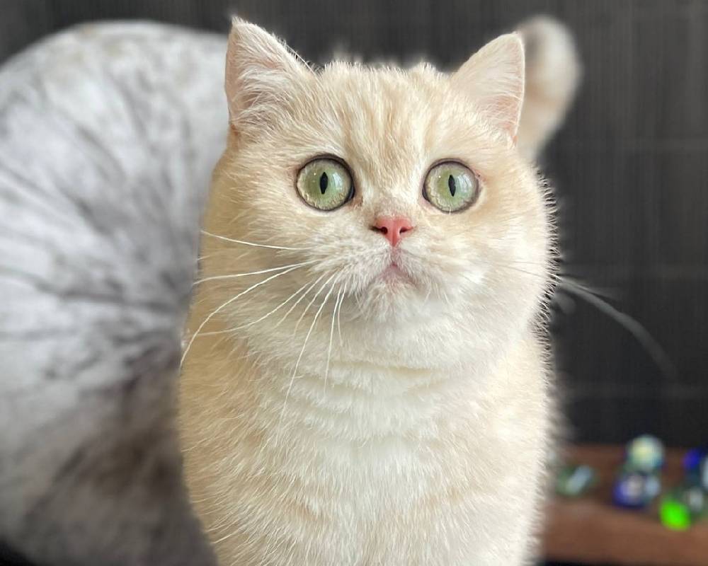 luxury picnic company - Picnic Makers