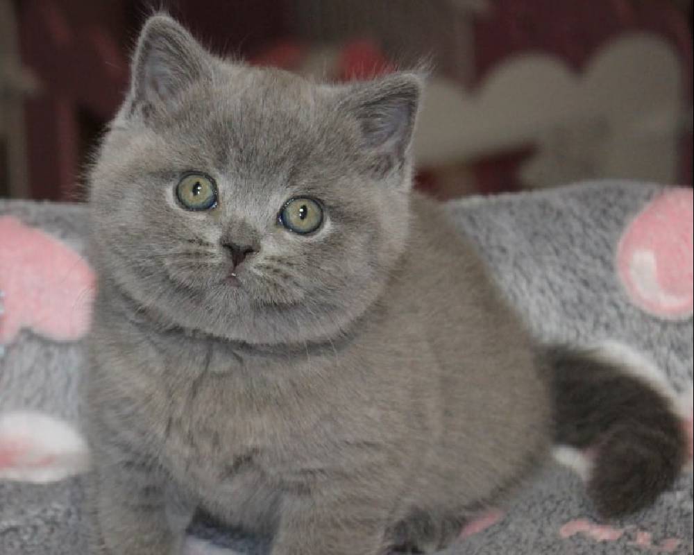 luxury picnic company - Picnic Makers