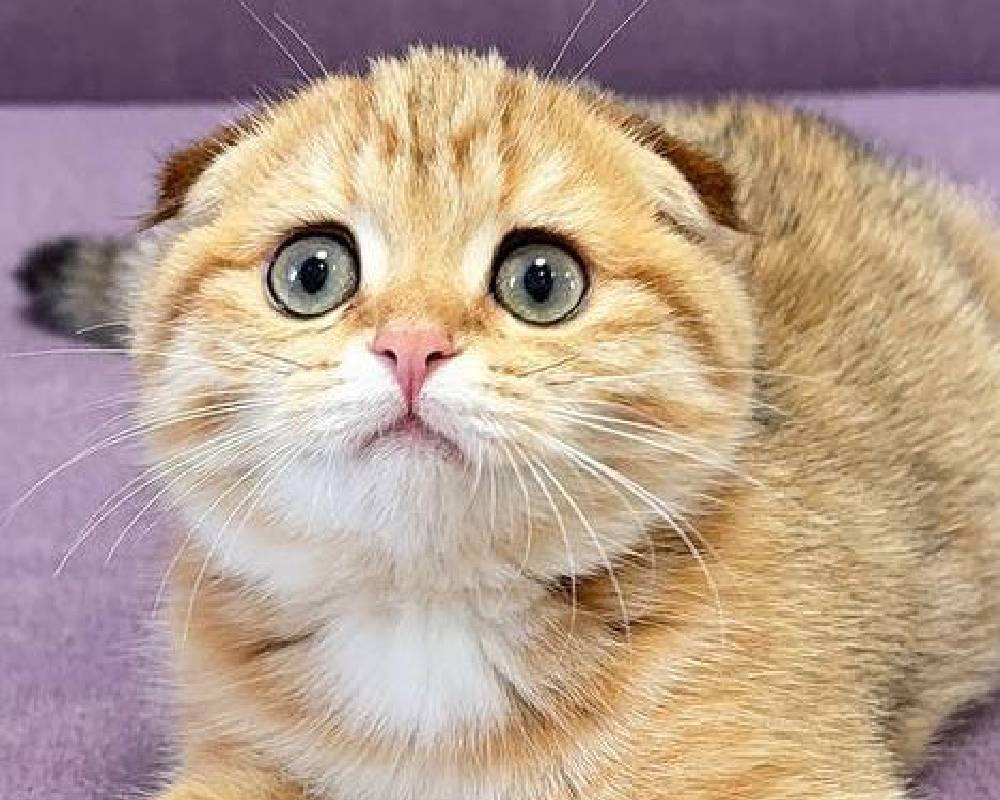 luxury picnic company - Picnic Makers