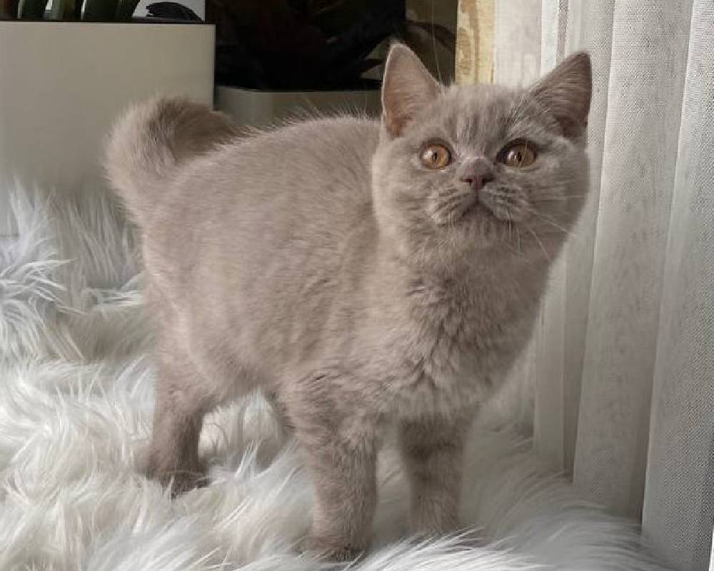 luxury picnic company - Picnic Makers