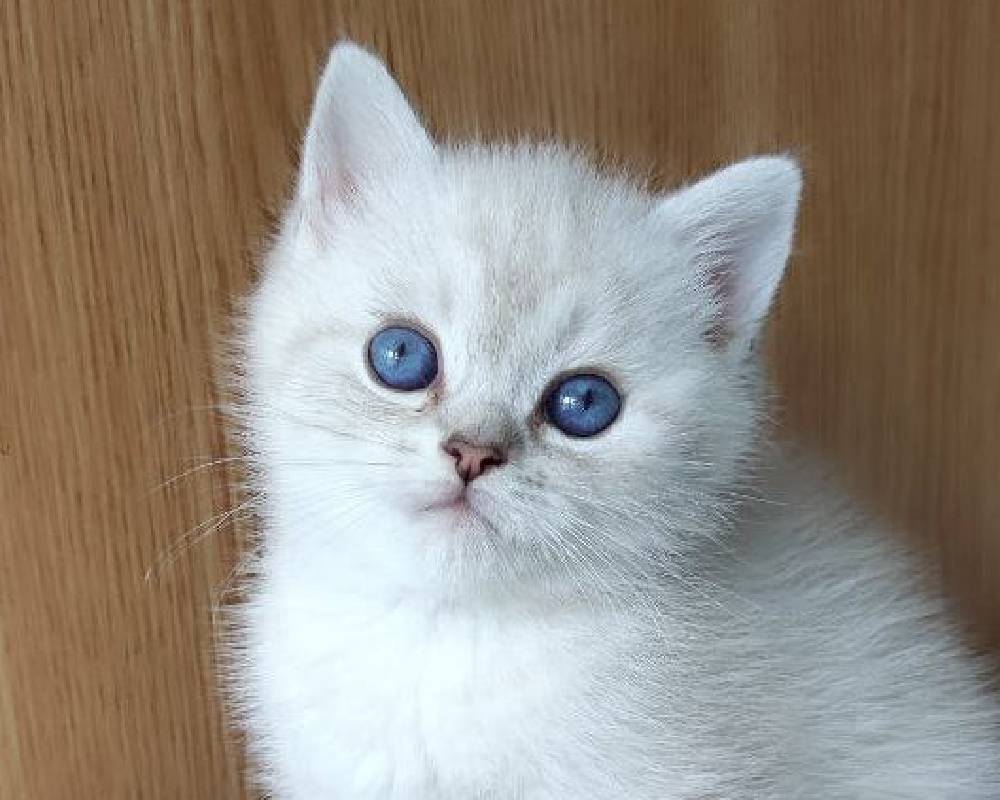 luxury picnic company - Picnic Makers