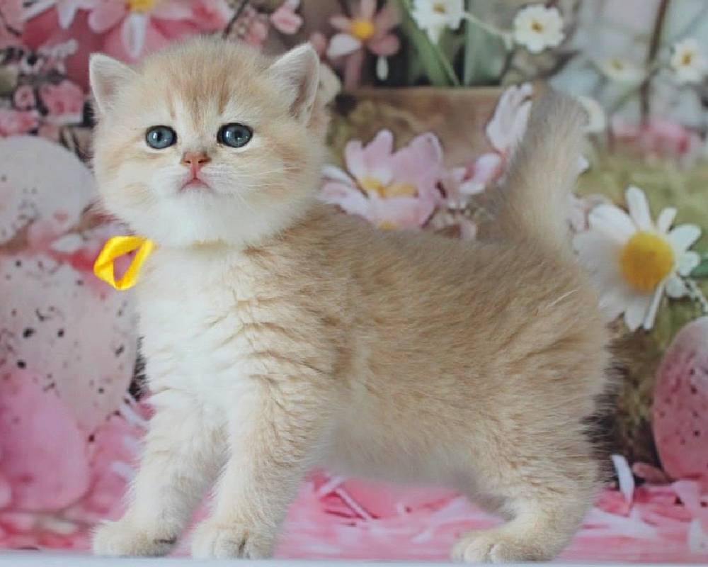 luxury picnic company - Picnic Makers