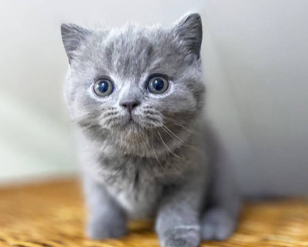 luxury picnic company - Picnic Makers luxury picnic company - Picnic Makers