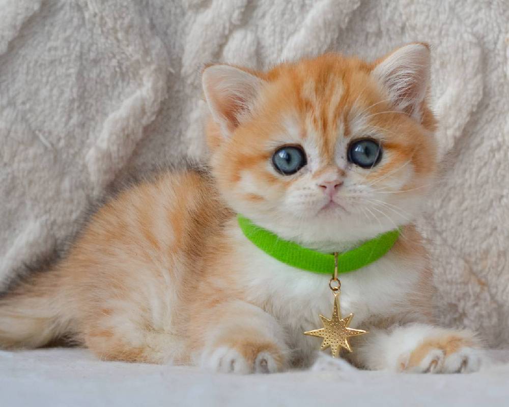 luxury picnic company - Picnic Makers