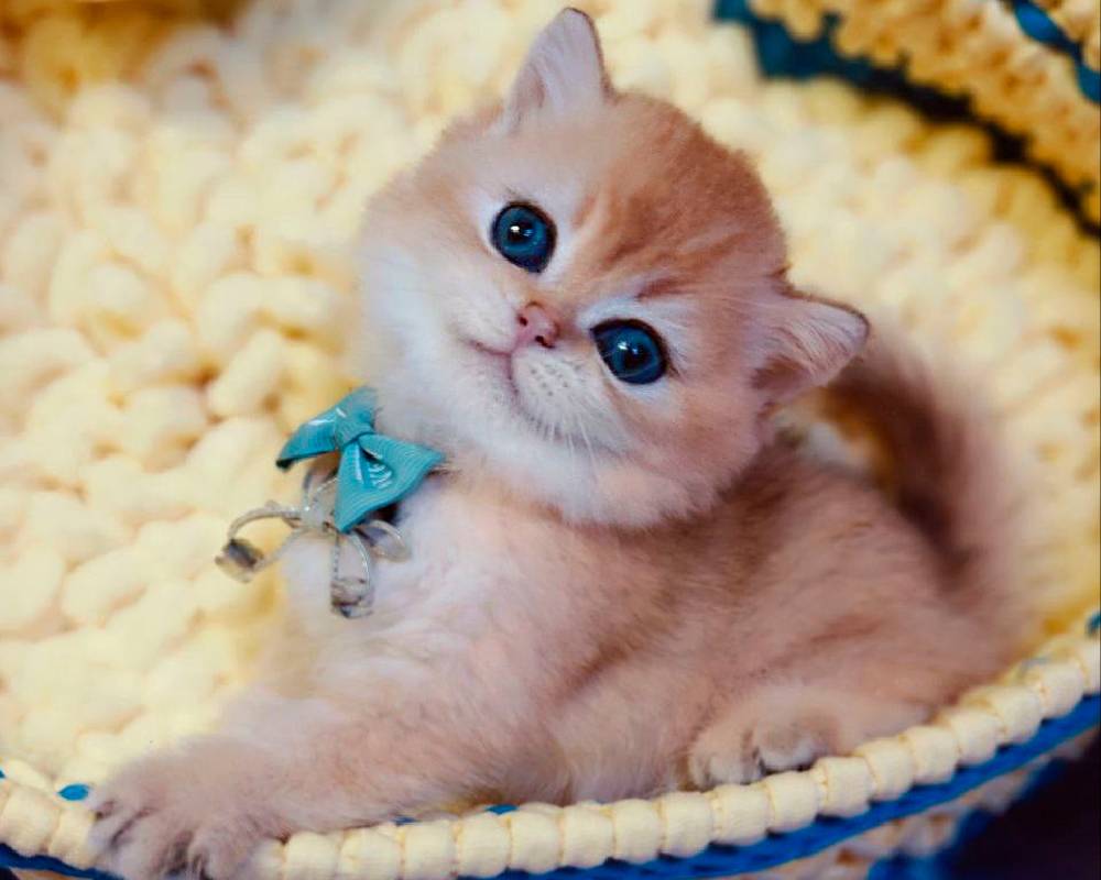 luxury picnic company - Picnic Makers