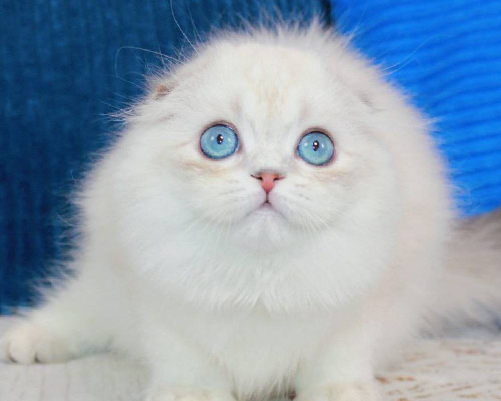 luxury picnic company - Picnic Makers