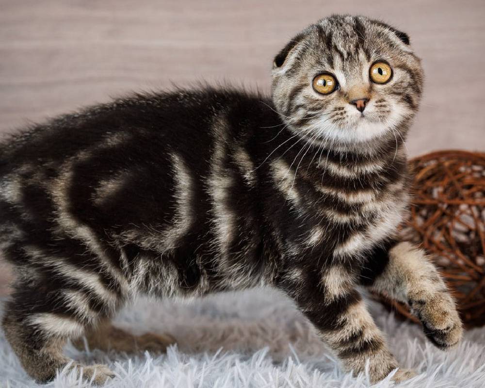 luxury picnic company - Picnic Makers