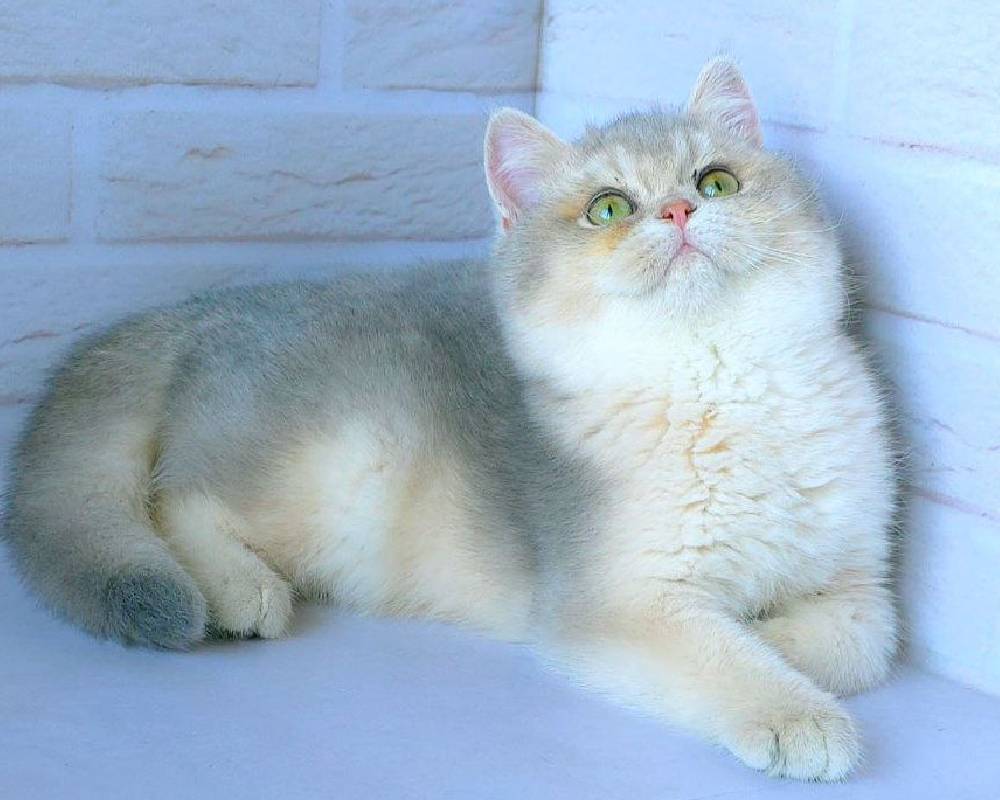 luxury picnic company - Picnic Makers