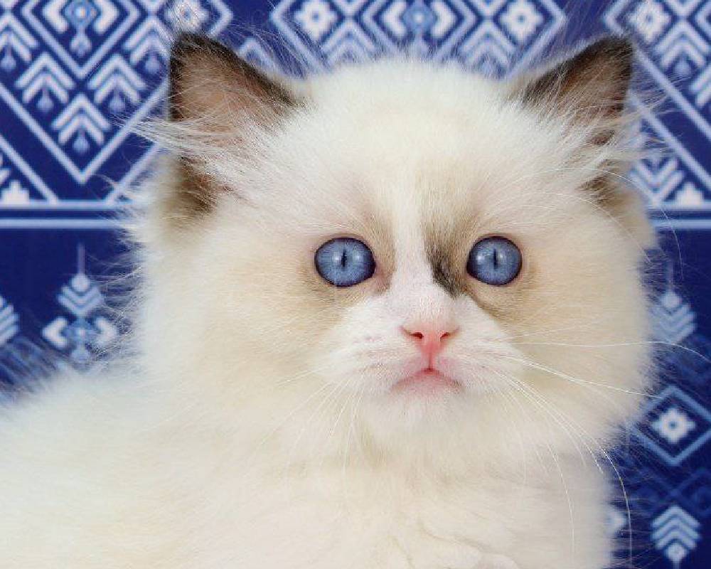 luxury picnic company - Picnic Makers