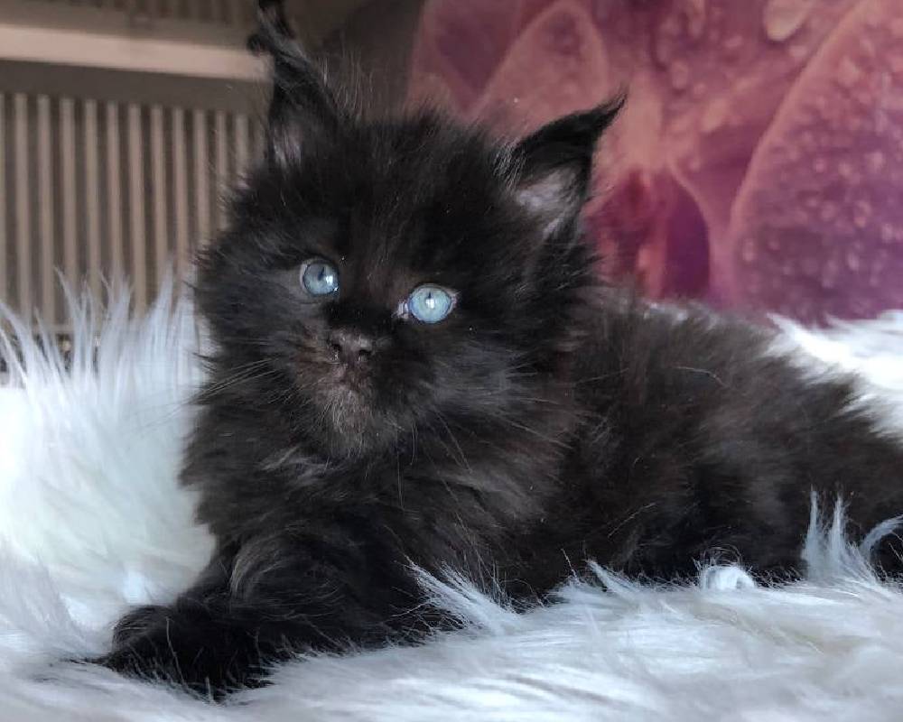 luxury picnic company - Picnic Makers