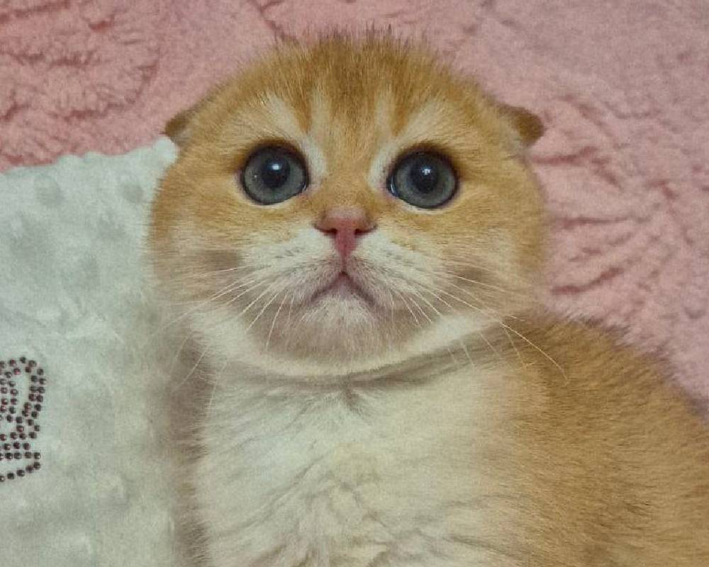 luxury picnic company - Picnic Makers