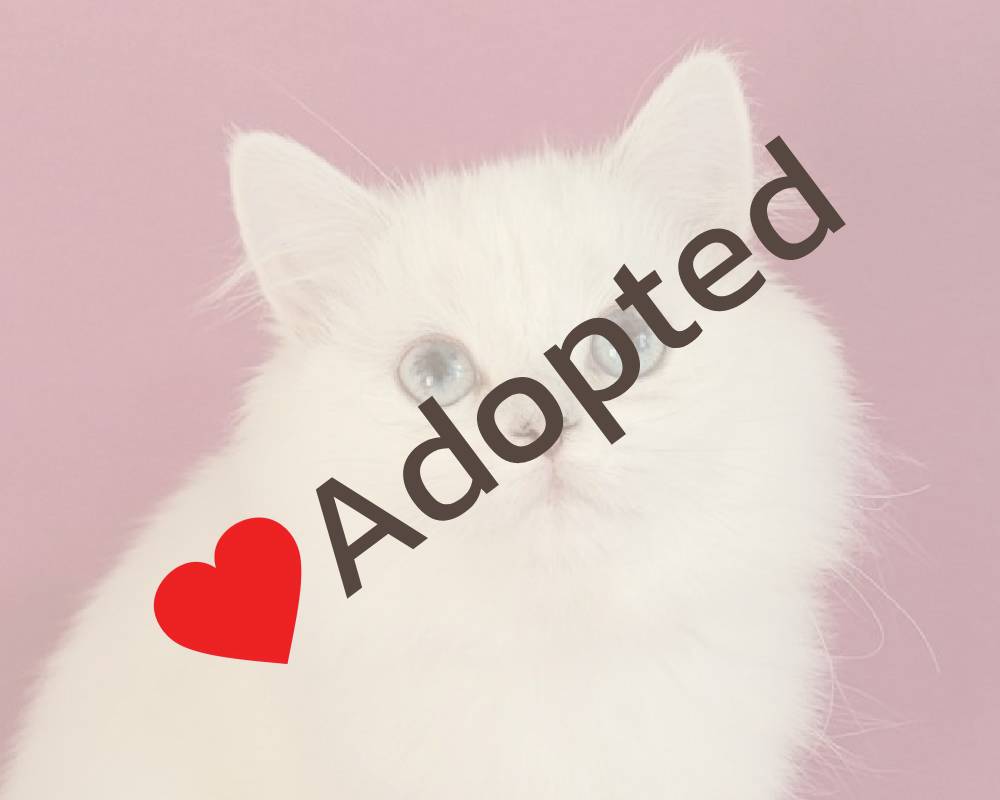 luxury picnic company - Picnic Makers