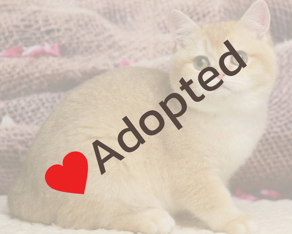 luxury picnic company - Picnic Makers