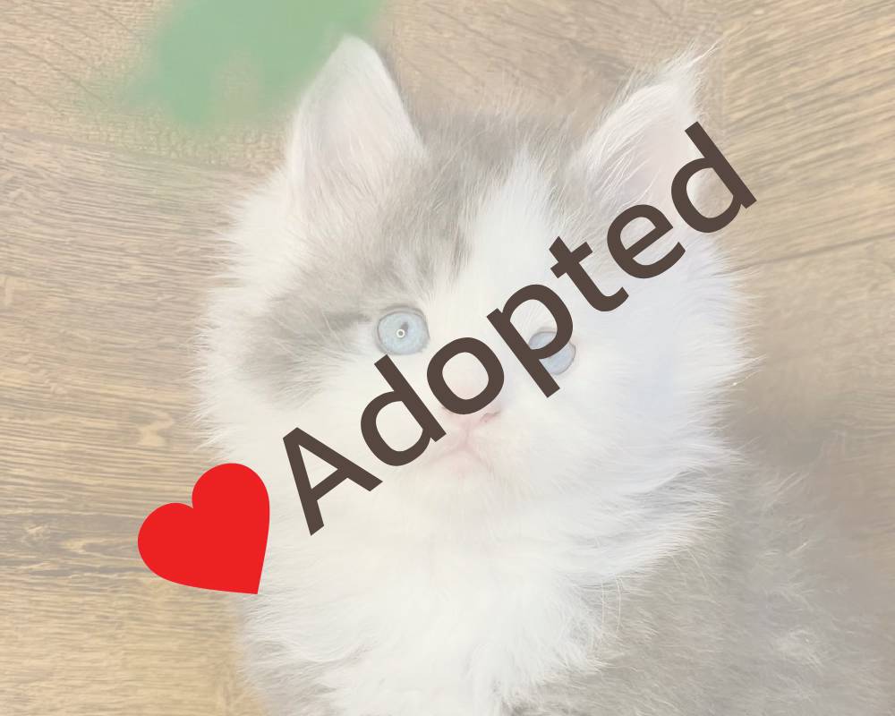 luxury picnic company - Picnic Makers