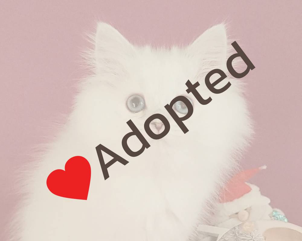 luxury picnic company - Picnic Makers