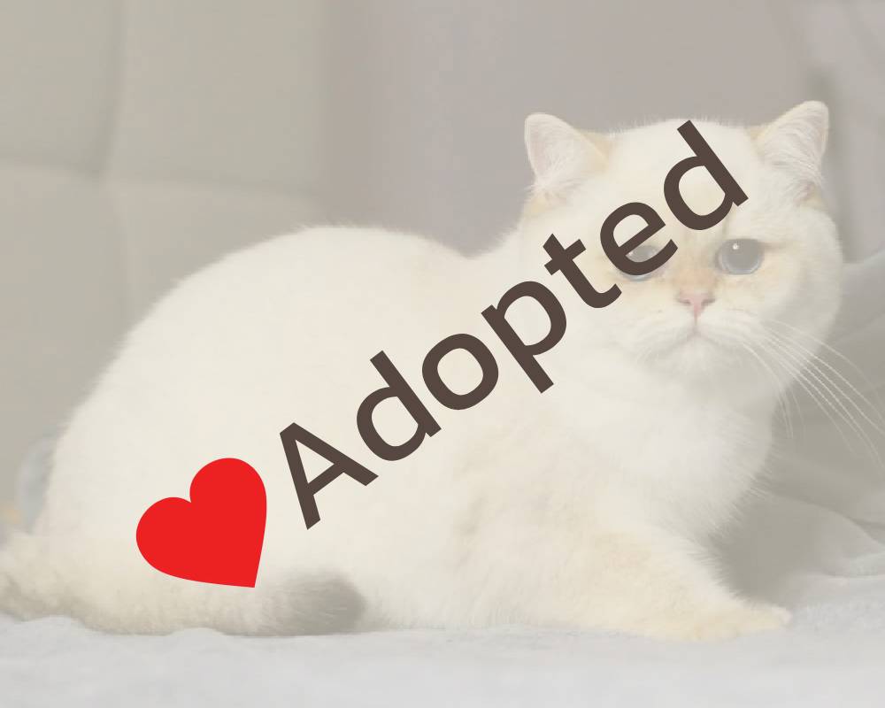 luxury picnic company - Picnic Makers