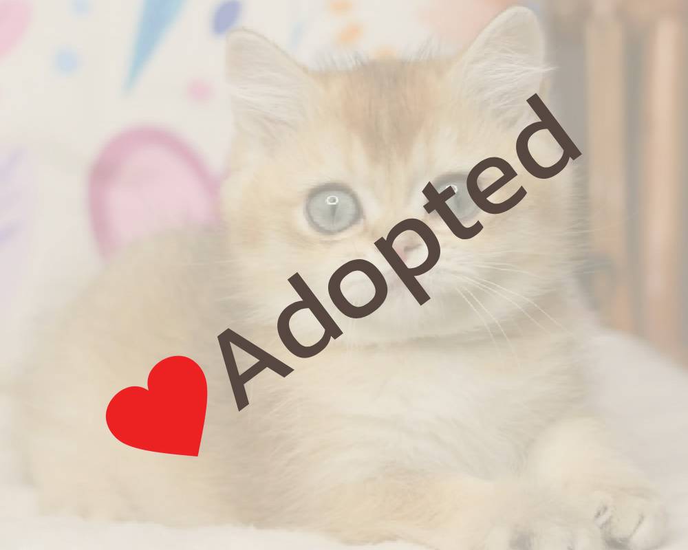 luxury picnic company - Picnic Makers luxury picnic company - Picnic Makers