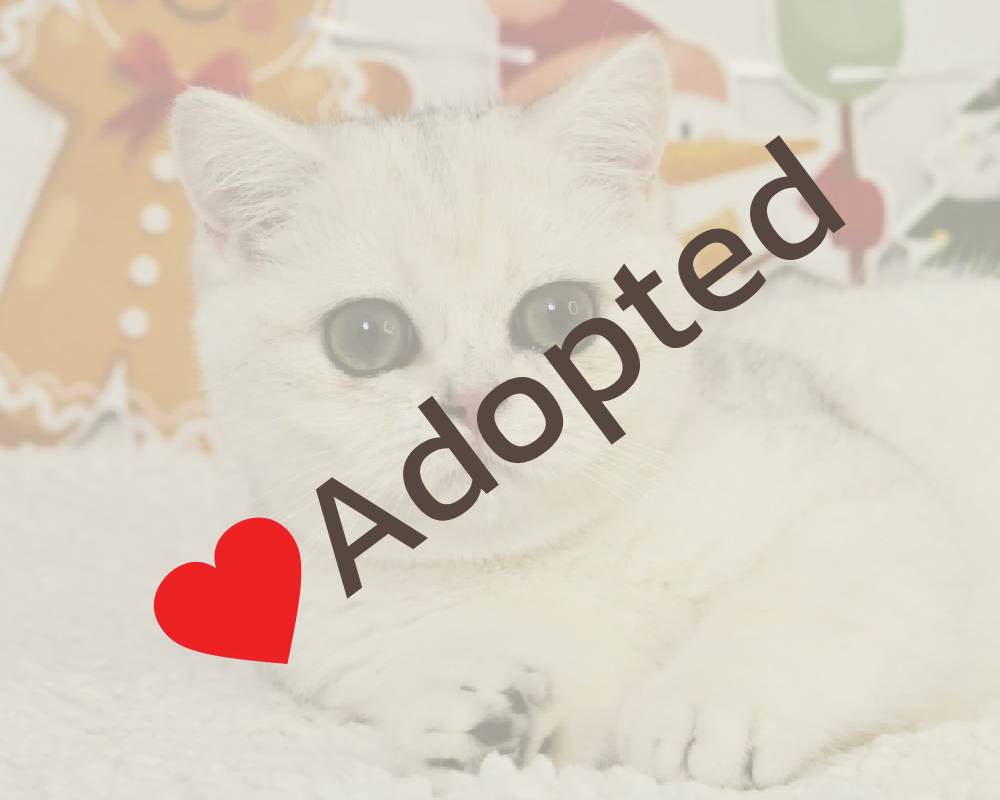 luxury picnic company - Picnic Makers