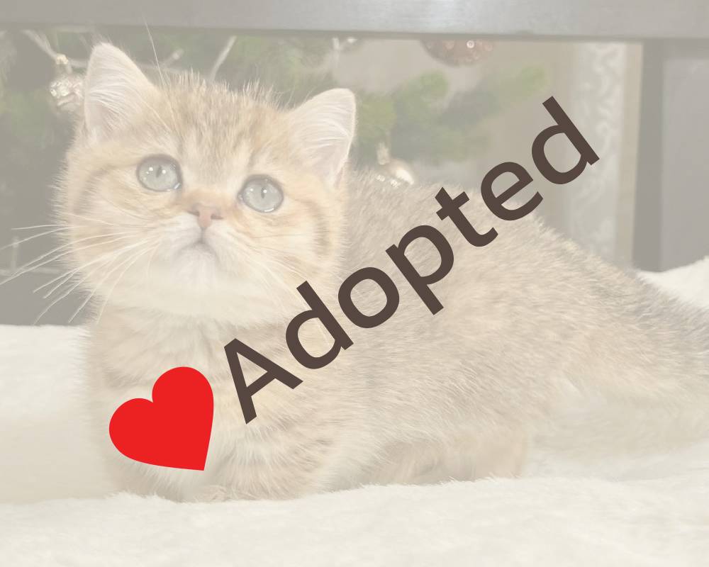 luxury picnic company - Picnic Makers