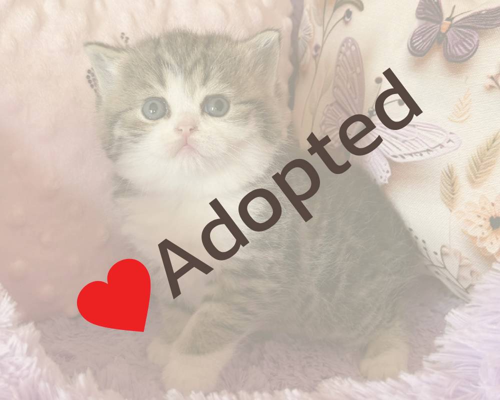 luxury picnic company - Picnic Makers