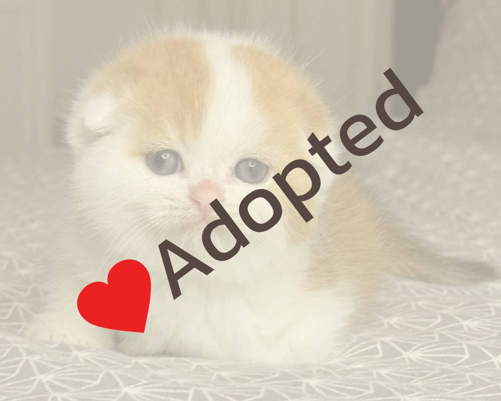 luxury picnic company - Picnic Makers