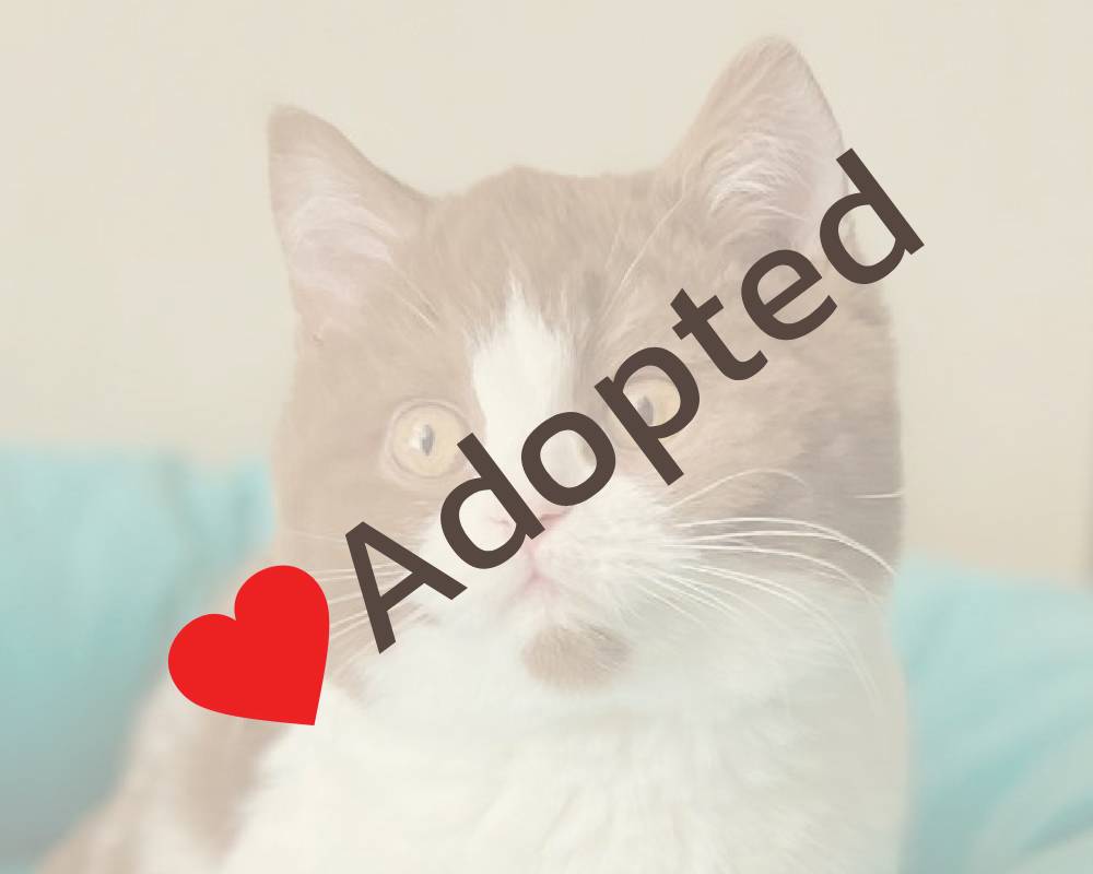 luxury picnic company - Picnic Makers