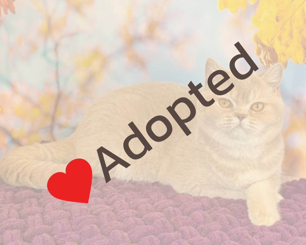 luxury picnic company - Picnic Makers