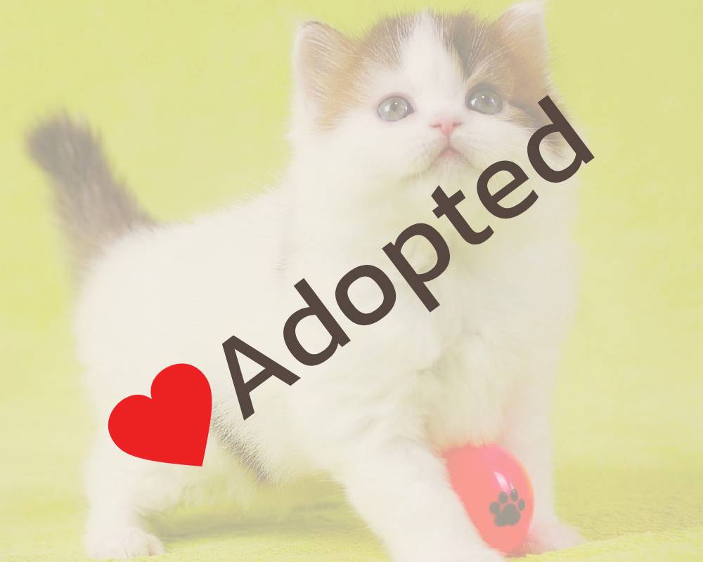 luxury picnic company - Picnic Makers