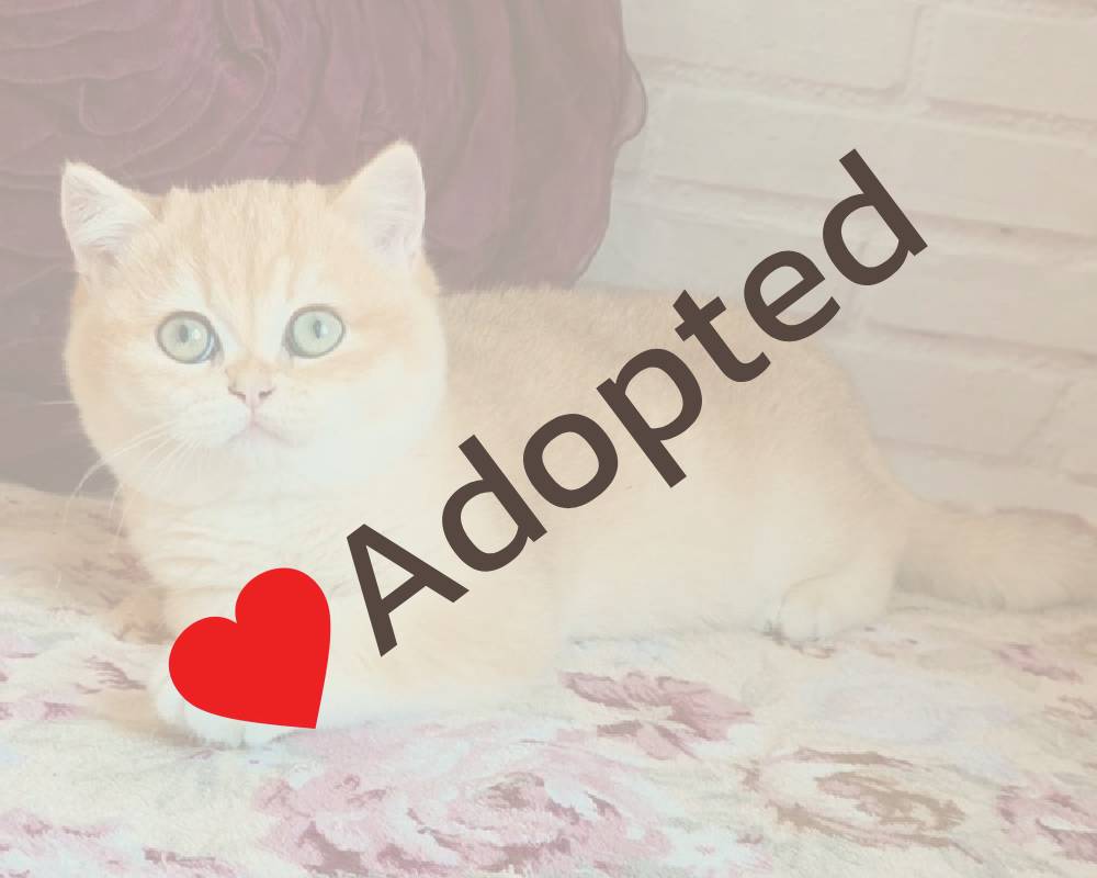 luxury picnic company - Picnic Makers