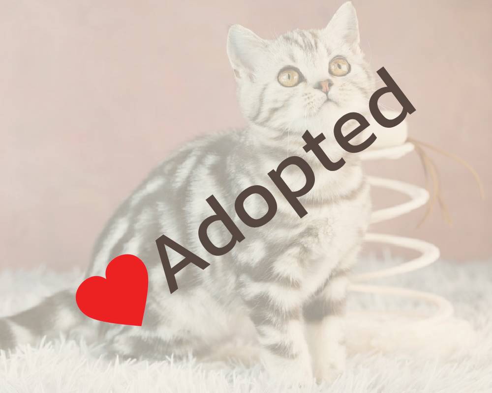 luxury picnic company - Picnic Makers