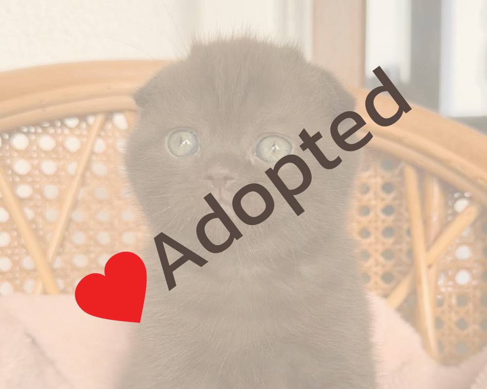 luxury picnic company - Picnic Makers luxury picnic company - Picnic Makers