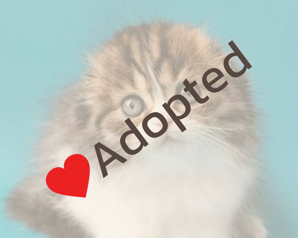 luxury picnic company - Picnic Makers