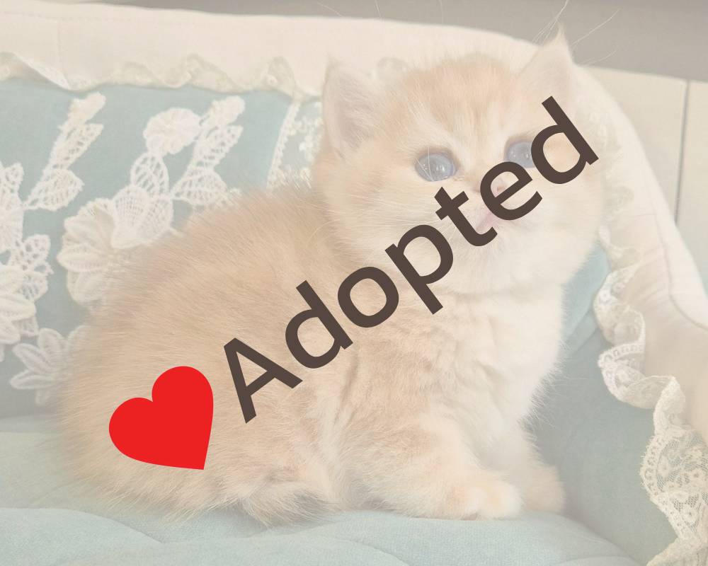 luxury picnic company - Picnic Makers luxury picnic company - Picnic Makers