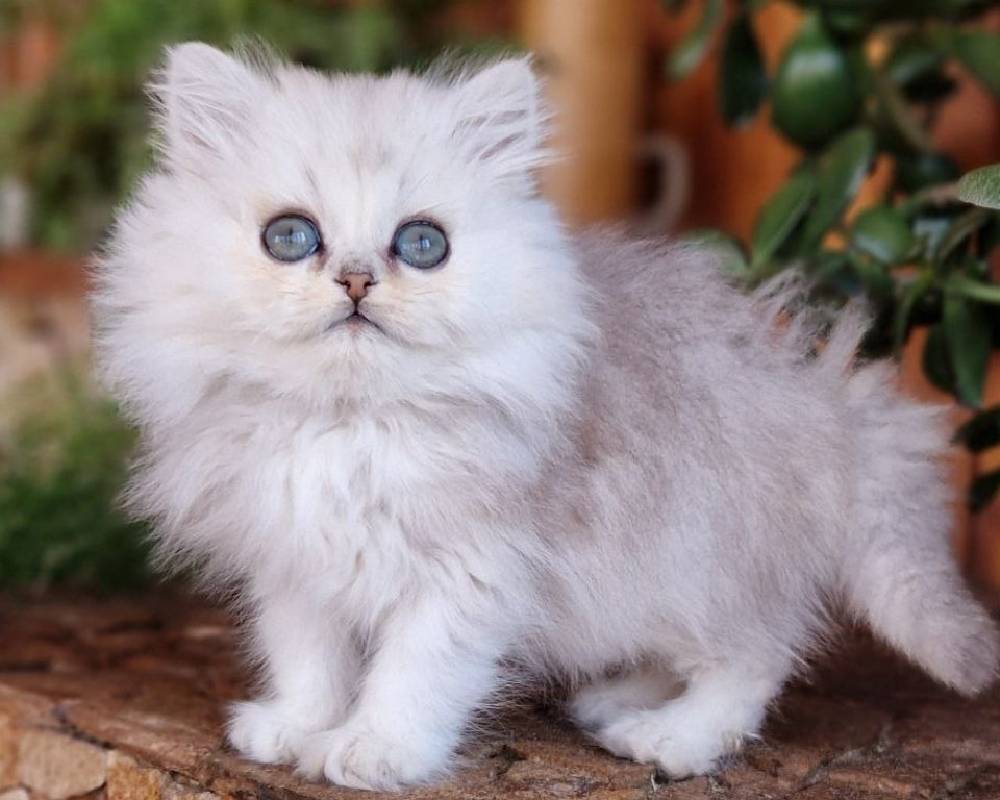 luxury picnic company - Picnic Makers