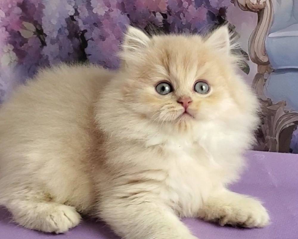 luxury picnic company - Picnic Makers