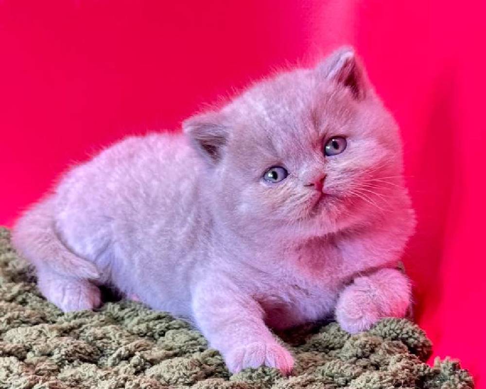 luxury picnic company - Picnic Makers