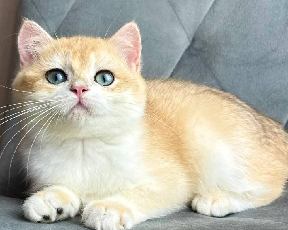 luxury picnic company - Picnic Makers