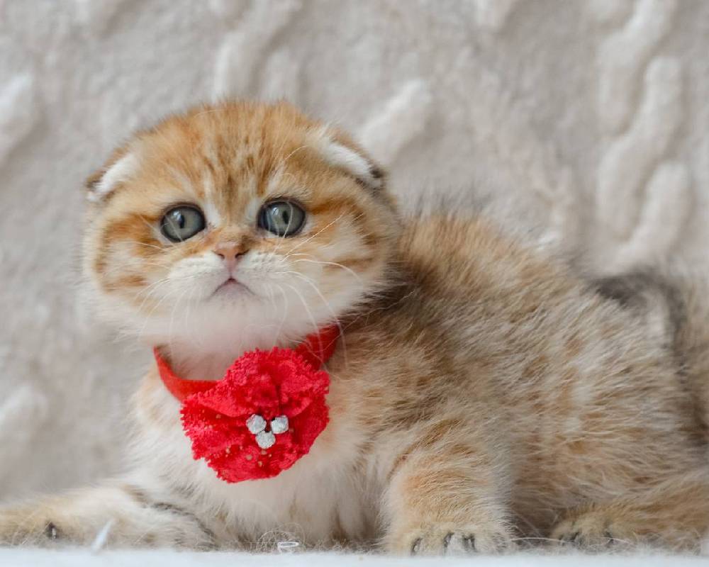 luxury picnic company - Picnic Makers