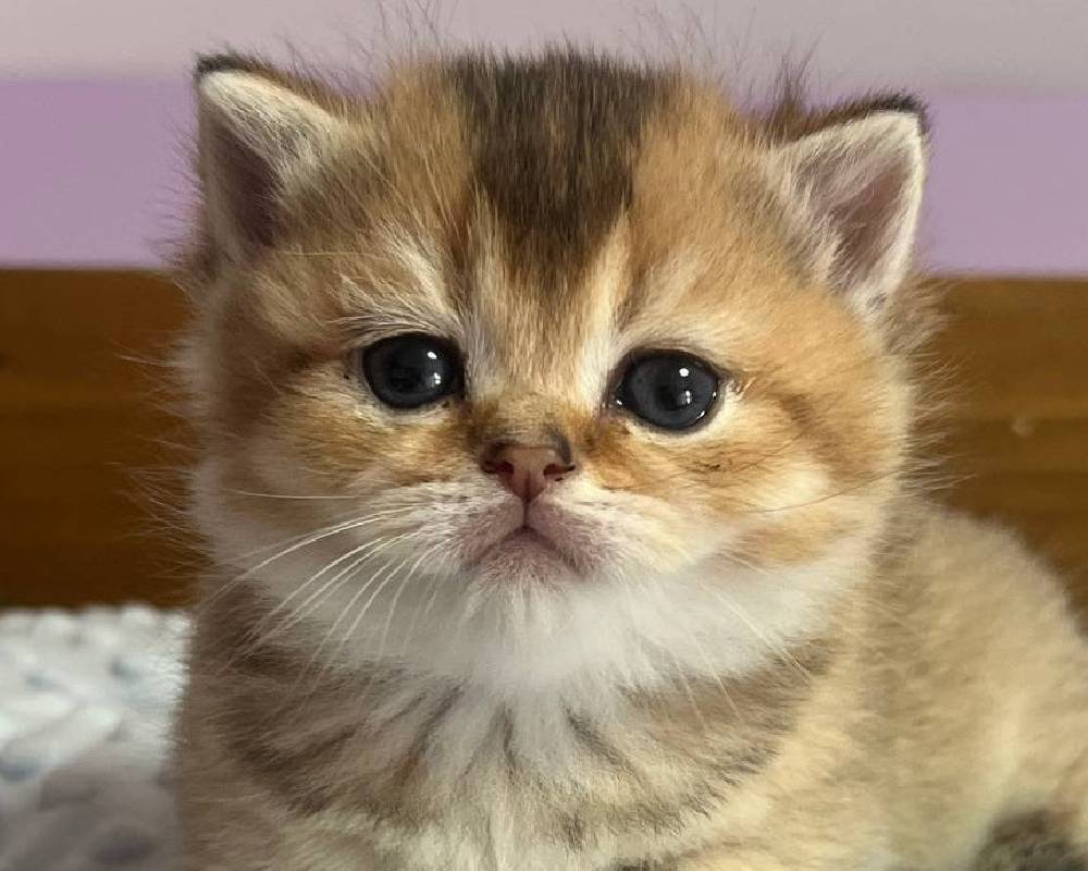 luxury picnic company - Picnic Makers