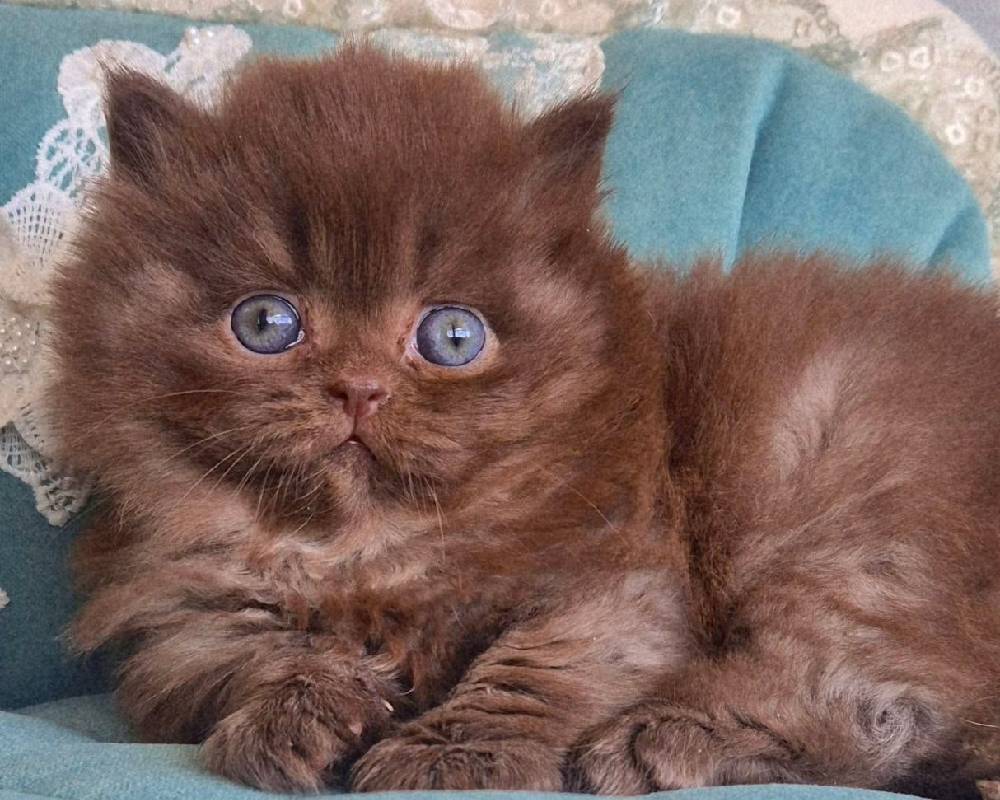 luxury picnic company - Picnic Makers