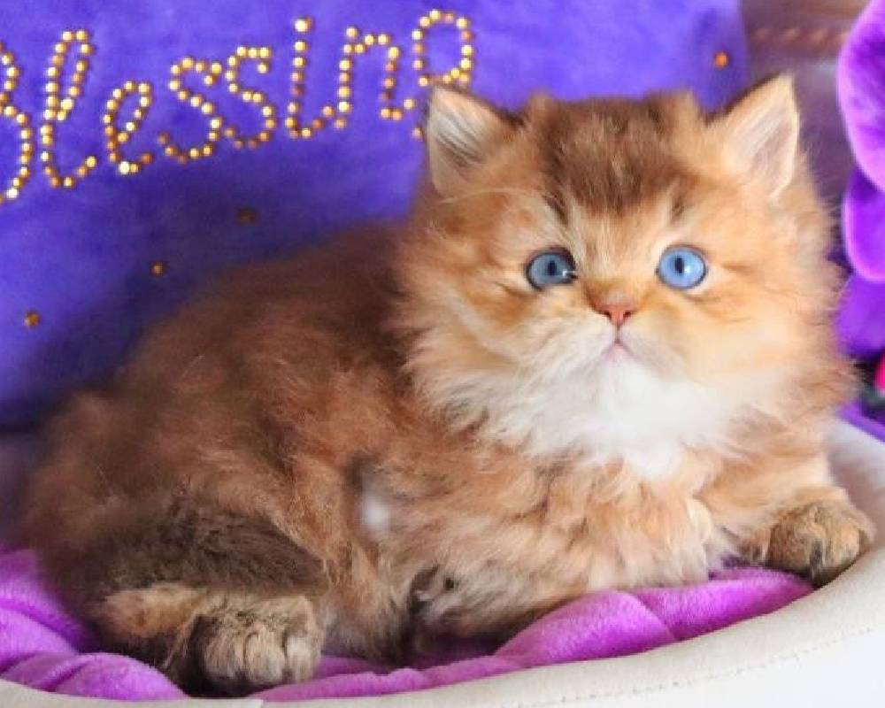 luxury picnic company - Picnic Makers