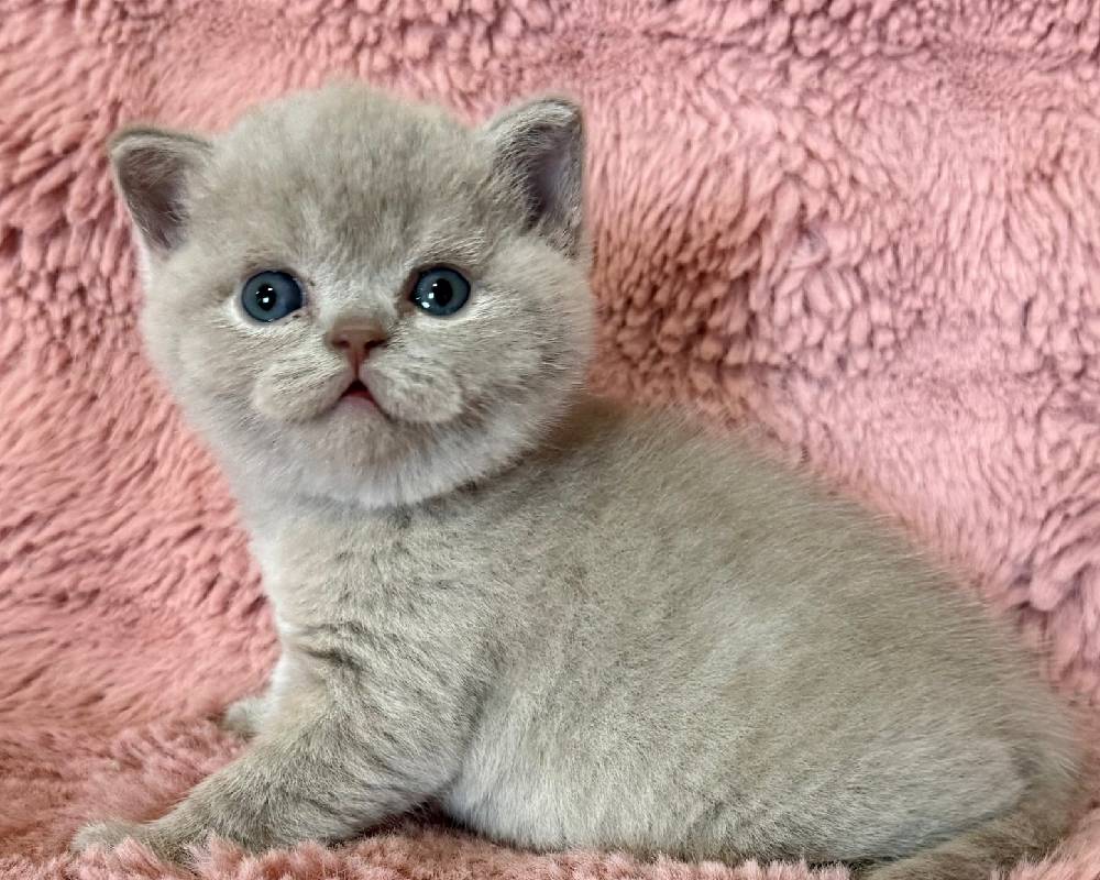 luxury picnic company - Picnic Makers