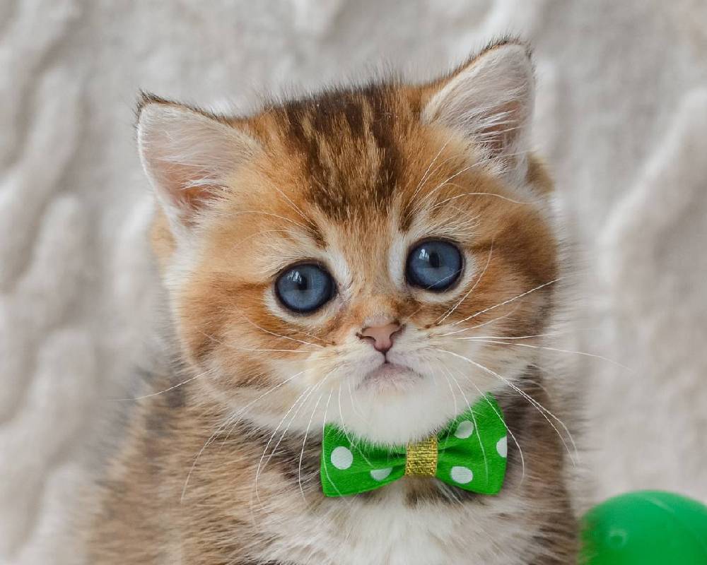 luxury picnic company - Picnic Makers