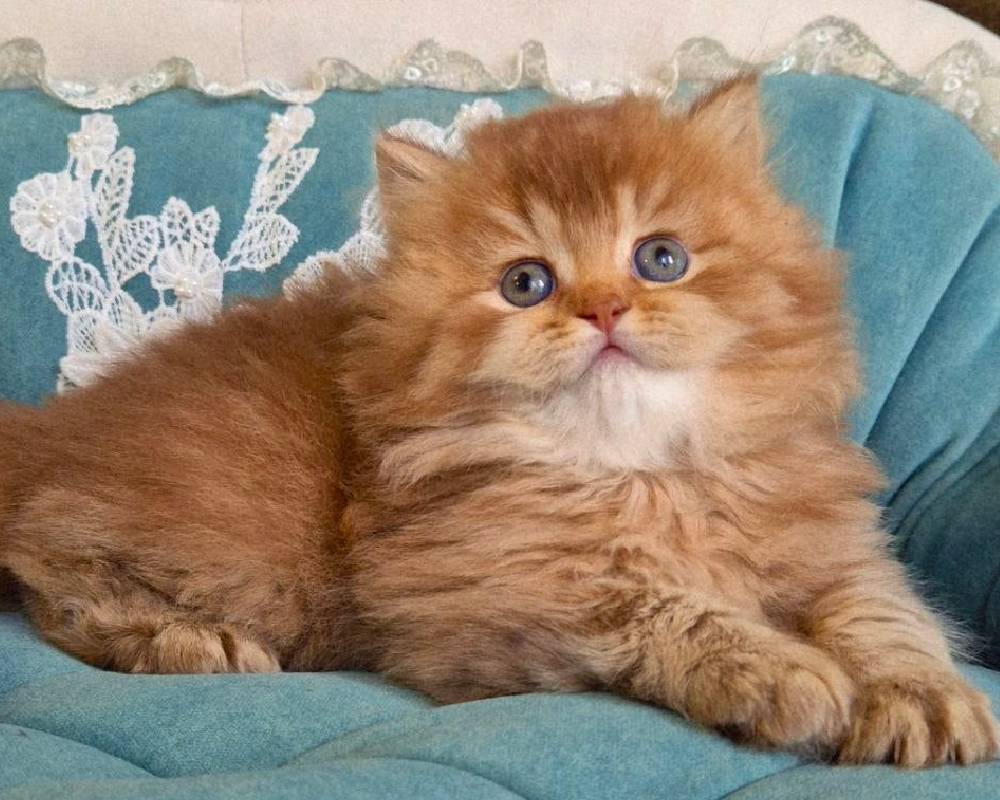 luxury picnic company - Picnic Makers