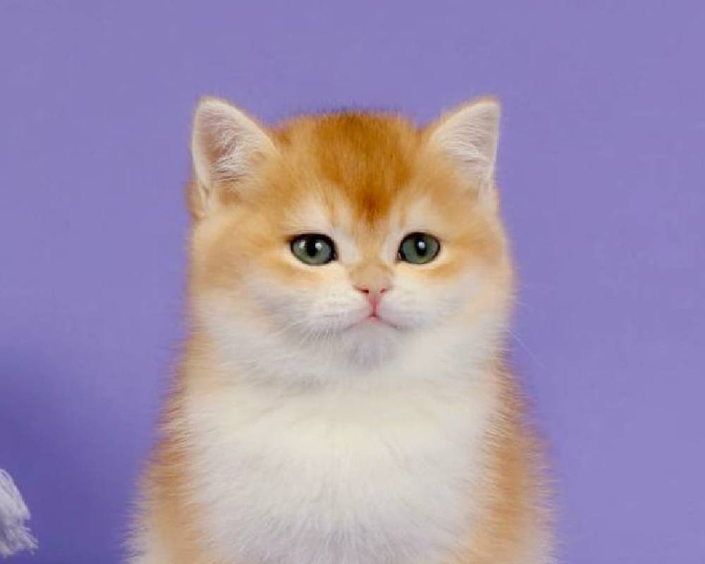 luxury picnic company - Picnic Makers