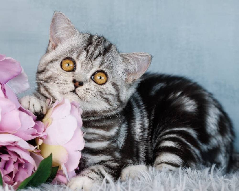 luxury picnic company - Picnic Makers